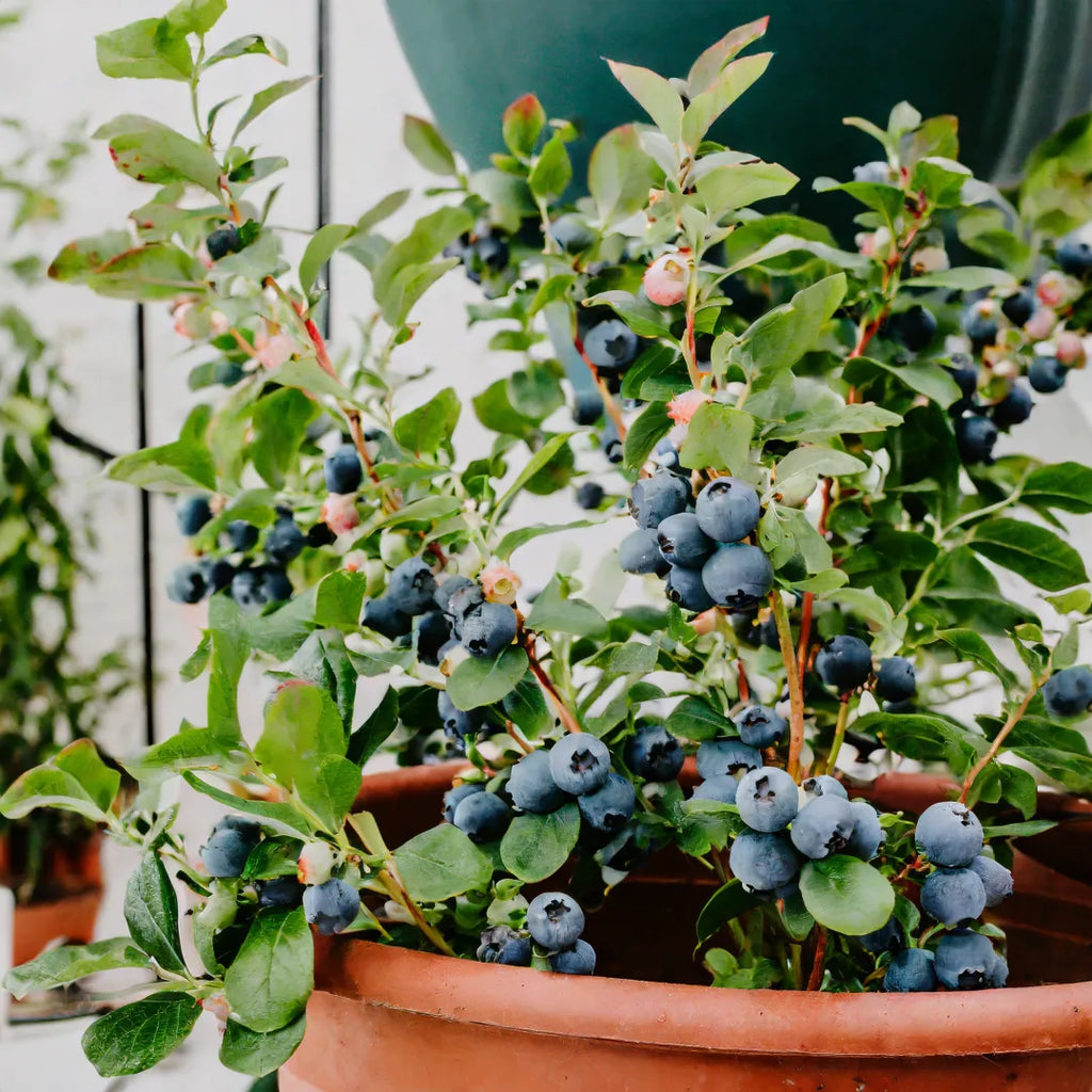 🌱Borówki olbrzymie – słodkie, soczyste i łatwe w uprawie