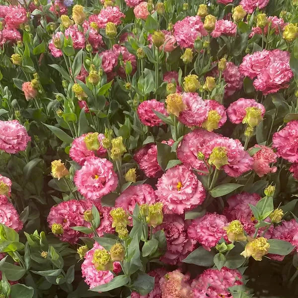 🔥🌸 Łatwe w uprawie nasiona lisianthusa - kwitną w pomieszczeniach i na zewnątrz 🌿