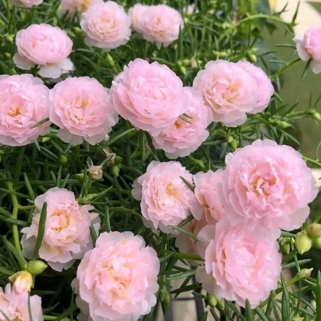 🏆 Wyprzedaż błyskawiczna⚡ Sprzedano ponad 50 000 sztuk! 🌞 Portulaka w pełnym rozkwicie – wyjątkowe piękno, łatwa pielęgnacja 🌸