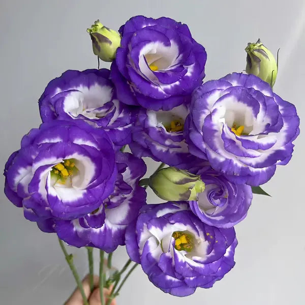 🔥🌸 Łatwe w uprawie nasiona lisianthusa - kwitną w pomieszczeniach i na zewnątrz 🌿