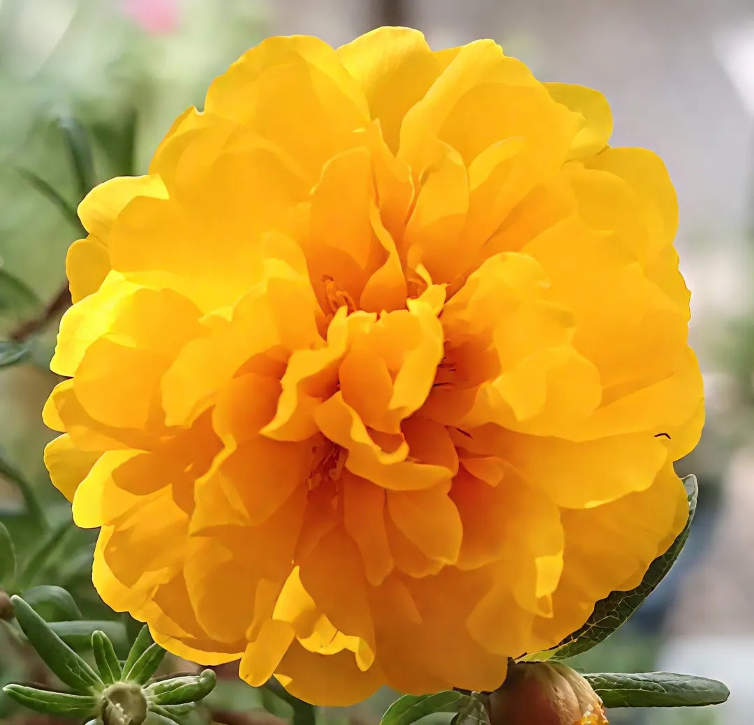 🏆 Wyprzedaż błyskawiczna⚡ Sprzedano ponad 50 000 sztuk! 🌞 Portulaka w pełnym rozkwicie – wyjątkowe piękno, łatwa pielęgnacja 🌸
