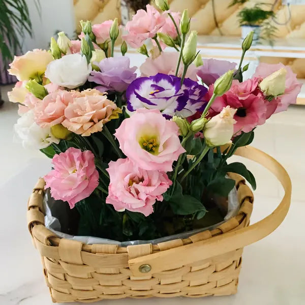 🔥🌸 Łatwe w uprawie nasiona lisianthusa - kwitną w pomieszczeniach i na zewnątrz 🌿