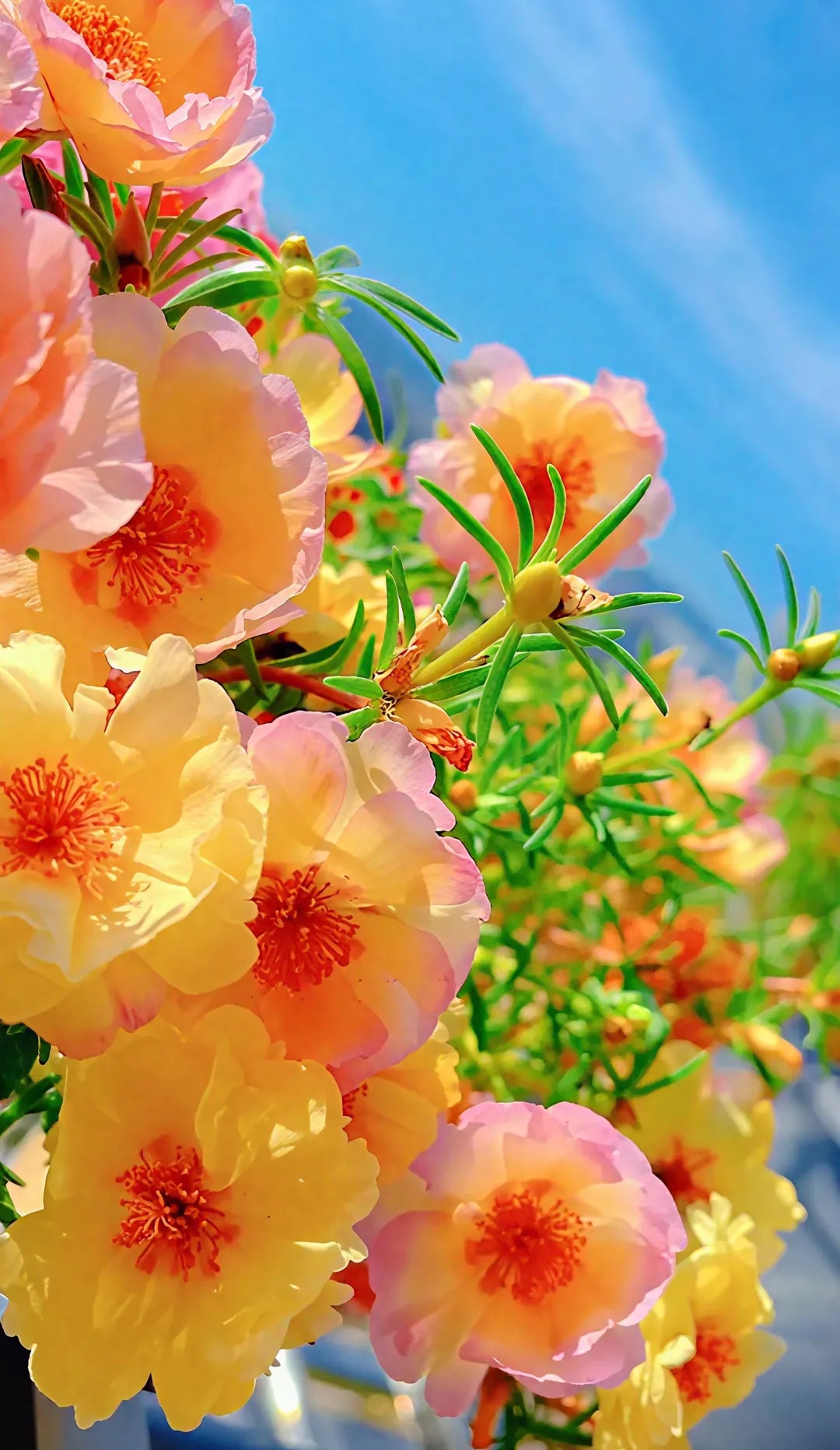 🏆 Wyprzedaż błyskawiczna⚡ Sprzedano ponad 50 000 sztuk! 🌞 Portulaka w pełnym rozkwicie – wyjątkowe piękno, łatwa pielęgnacja 🌸