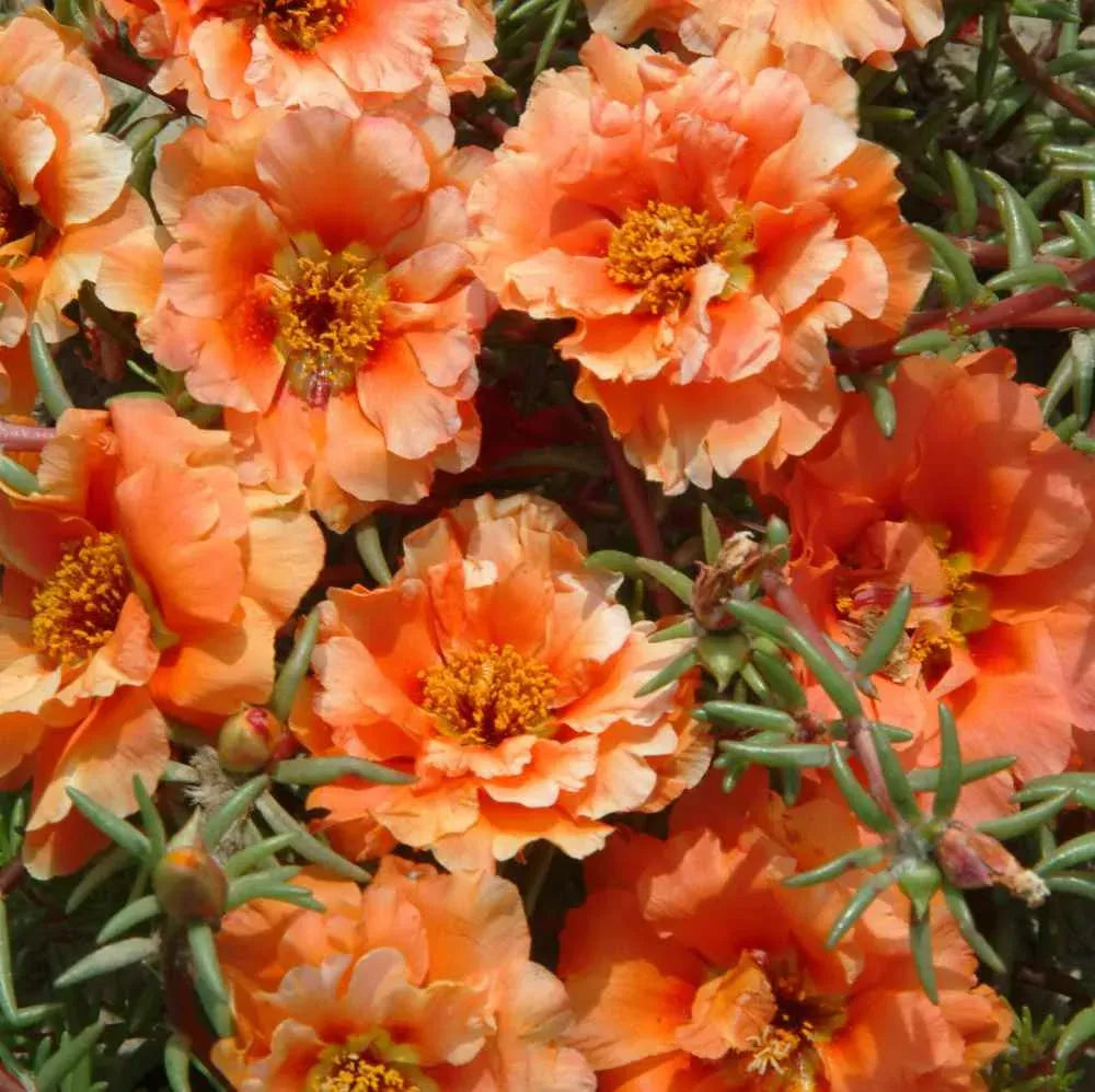 🏆 Wyprzedaż błyskawiczna⚡ Sprzedano ponad 50 000 sztuk! 🌞 Portulaka w pełnym rozkwicie – wyjątkowe piękno, łatwa pielęgnacja 🌸