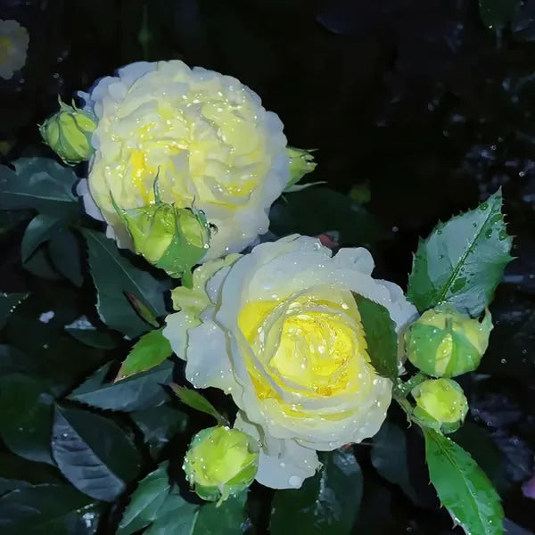 🔥🌸 Łatwe w uprawie nasiona lisianthusa - kwitną w pomieszczeniach i na zewnątrz 🌿