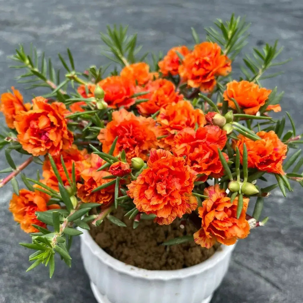 🏆 Wyprzedaż błyskawiczna⚡ Sprzedano ponad 50 000 sztuk! 🌞 Portulaka w pełnym rozkwicie – wyjątkowe piękno, łatwa pielęgnacja 🌸