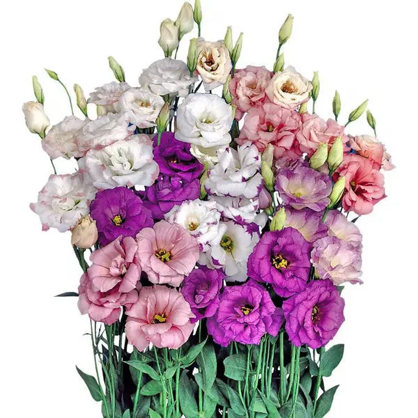 🔥🌸 Łatwe w uprawie nasiona lisianthusa - kwitną w pomieszczeniach i na zewnątrz 🌿