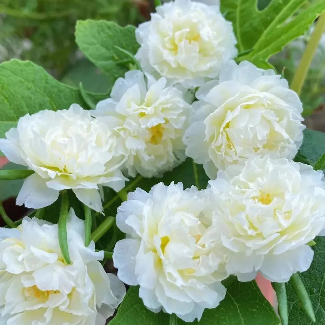 🏆 Wyprzedaż błyskawiczna⚡ Sprzedano ponad 50 000 sztuk! 🌞 Portulaka w pełnym rozkwicie – wyjątkowe piękno, łatwa pielęgnacja 🌸