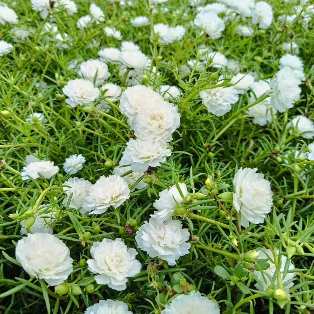 🏆 Wyprzedaż błyskawiczna⚡ Sprzedano ponad 50 000 sztuk! 🌞 Portulaka w pełnym rozkwicie – wyjątkowe piękno, łatwa pielęgnacja 🌸