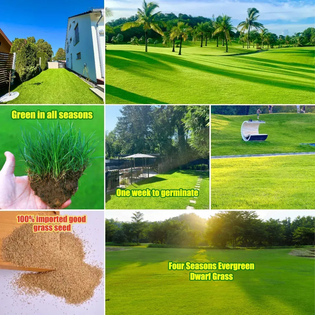 🏆Sprzedano 65 000 zamówień!🌱 Nasiona trawy karłowatej Four Seasons Evergreen | Stwórz idealny trawnik, zacznij tutaj!