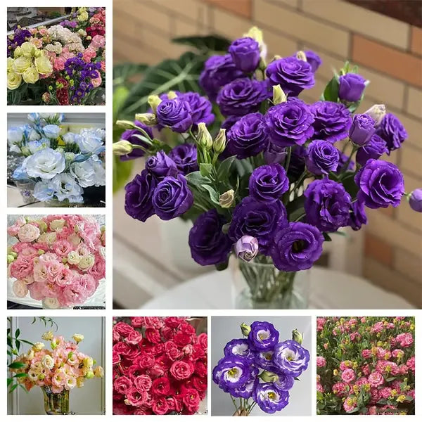 🔥🌸 Łatwe w uprawie nasiona lisianthusa - kwitną w pomieszczeniach i na zewnątrz 🌿