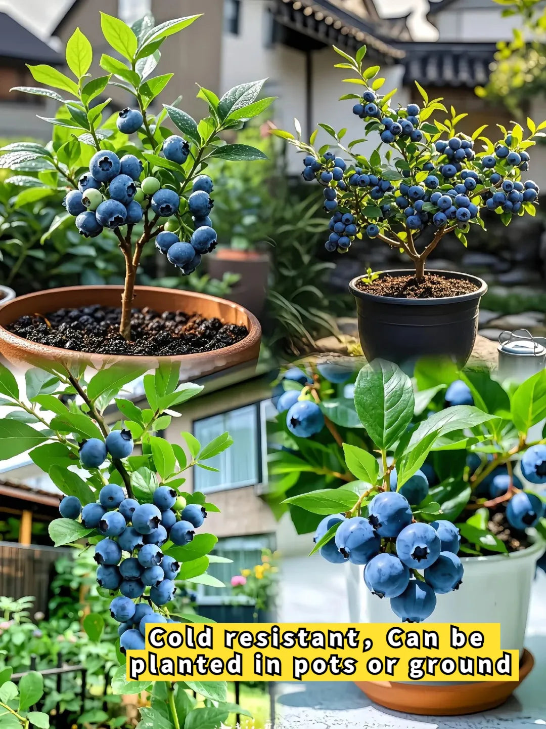 🌱Borówki olbrzymie – słodkie, soczyste i łatwe w uprawie