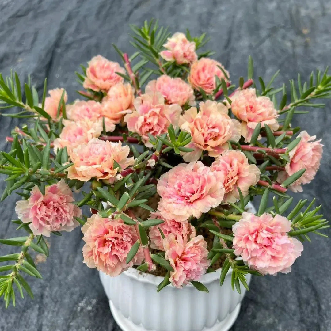 🏆 Wyprzedaż błyskawiczna⚡ Sprzedano ponad 50 000 sztuk! 🌞 Portulaka w pełnym rozkwicie – wyjątkowe piękno, łatwa pielęgnacja 🌸