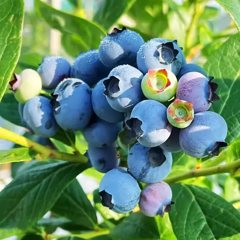 🌱Borówki olbrzymie – słodkie, soczyste i łatwe w uprawie
