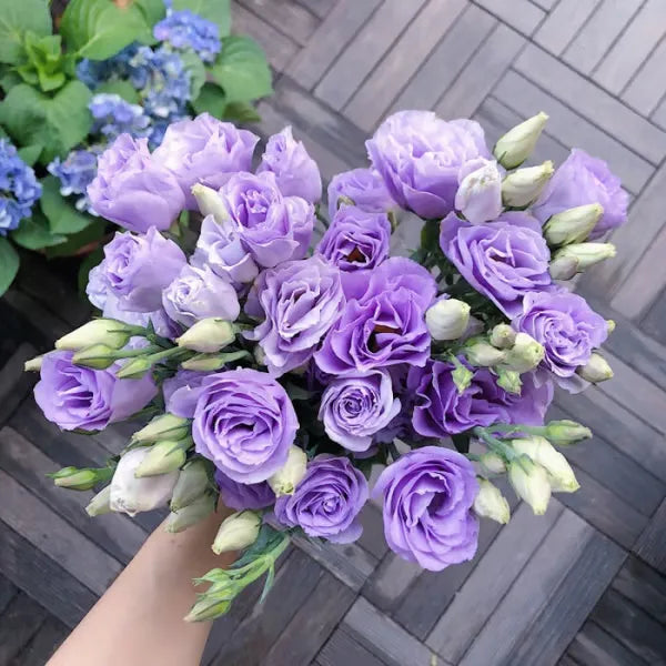 🔥🌸 Łatwe w uprawie nasiona lisianthusa - kwitną w pomieszczeniach i na zewnątrz 🌿
