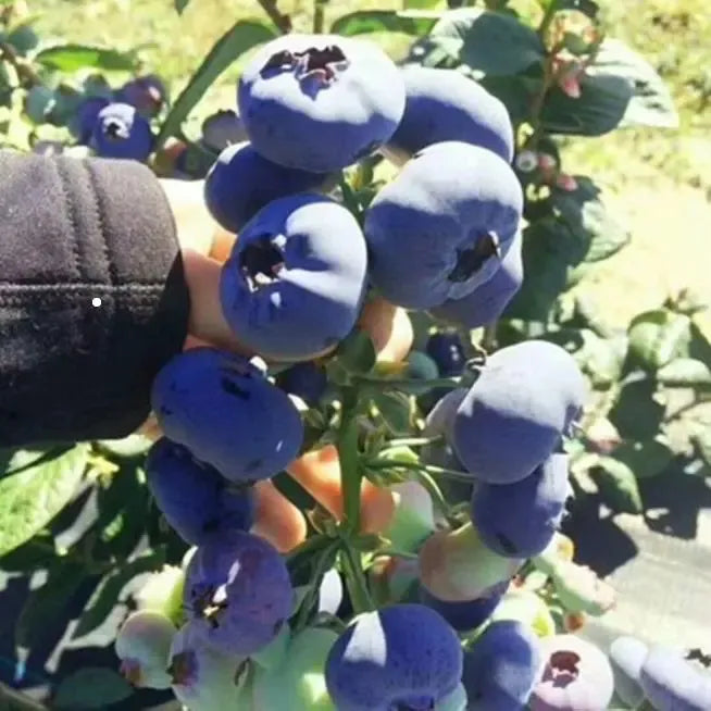 🌱Borówki olbrzymie – słodkie, soczyste i łatwe w uprawie