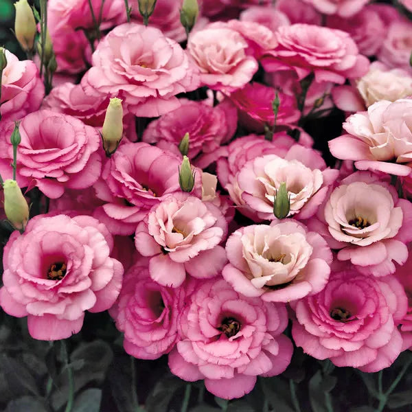 🔥🌸 Łatwe w uprawie nasiona lisianthusa - kwitną w pomieszczeniach i na zewnątrz 🌿