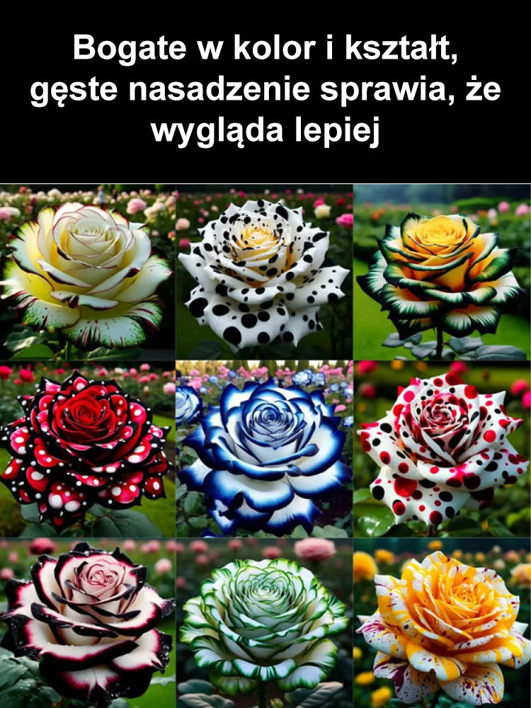 Nasiona wielogłowego plamistego róży. Odkryj piękno wielogłowych róż z unikalnymi plamkami w swoim ogrodzie!