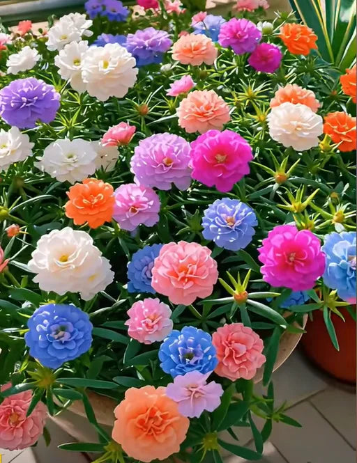 🏆 Wyprzedaż błyskawiczna⚡ Sprzedano ponad 50 000 sztuk! 🌞 Portulaka w pełnym rozkwicie – wyjątkowe piękno, łatwa pielęgnacja 🌸