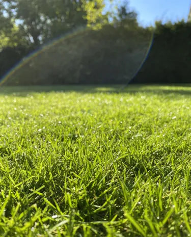 🏆Sprzedano 65 000 zamówień!🌱 Nasiona trawy karłowatej Four Seasons Evergreen | Stwórz idealny trawnik, zacznij tutaj!