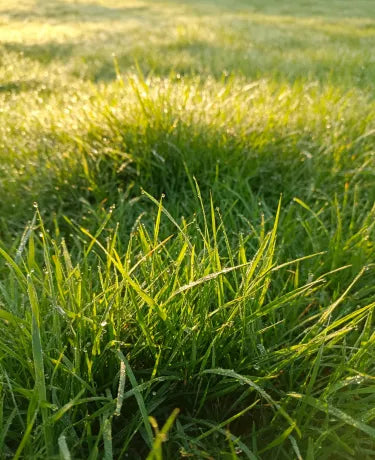 🏆Sprzedano 65 000 zamówień!🌱 Nasiona trawy karłowatej Four Seasons Evergreen | Stwórz idealny trawnik, zacznij tutaj!