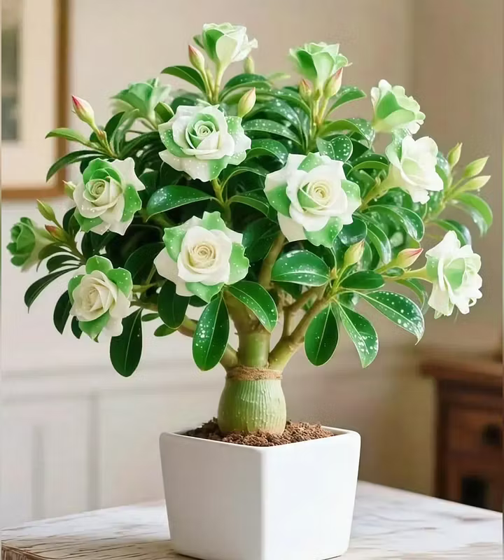 🌵 Róża pustynna – egzotyczne kwiaty, naturalne piękno! 🌺✨