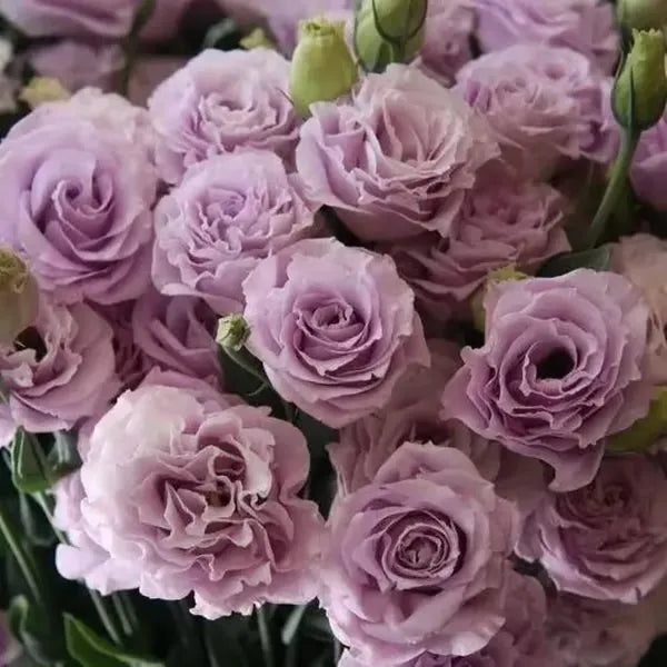 🔥🌸 Łatwe w uprawie nasiona lisianthusa - kwitną w pomieszczeniach i na zewnątrz 🌿